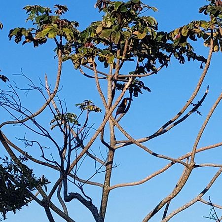 Chalé na montanha em meio a natureza Florianópolis Exterior foto