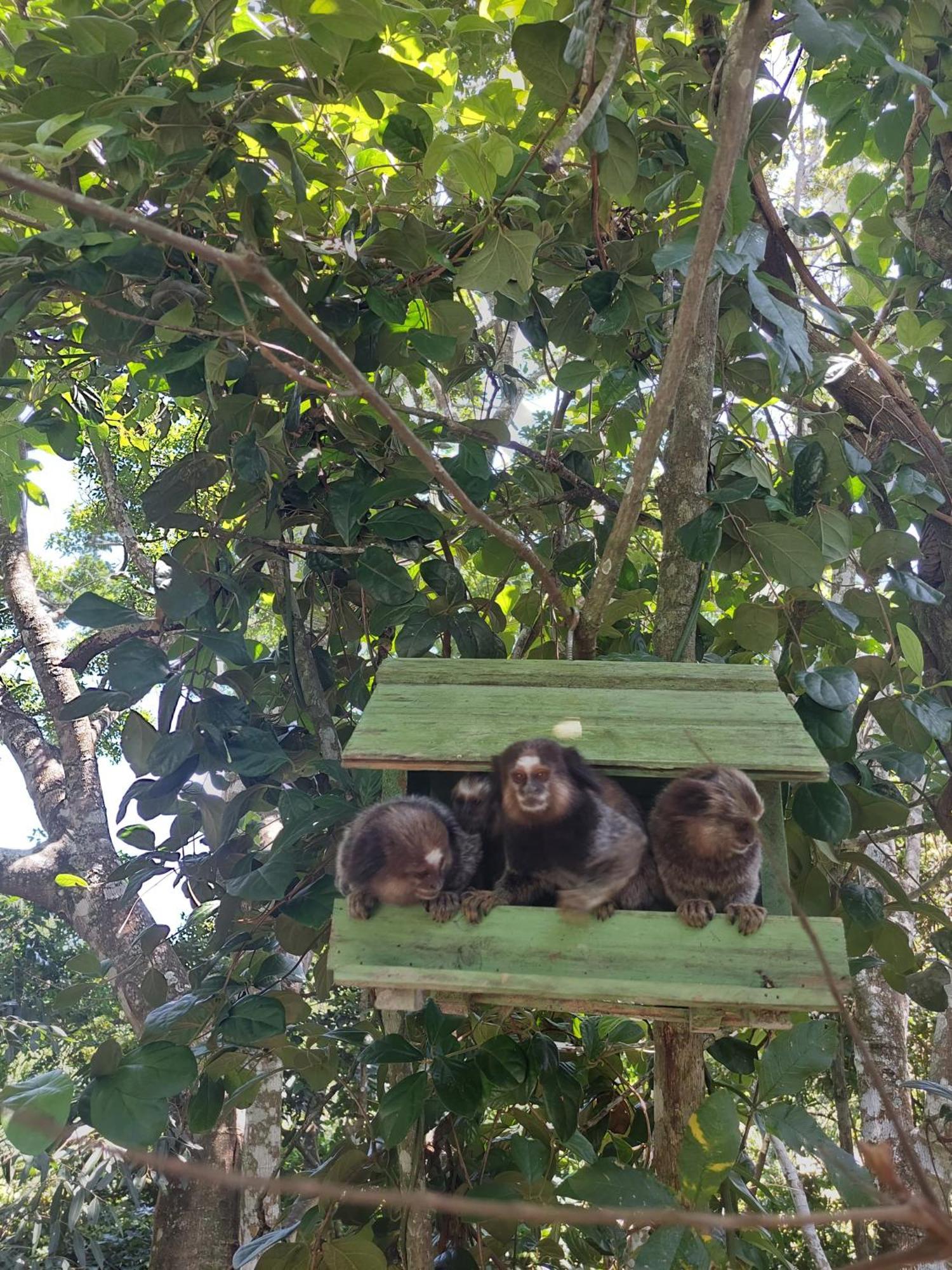 Chalé na montanha em meio a natureza Florianópolis Exterior foto